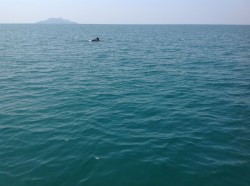 Dolphin by the way to the island